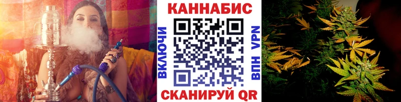 Конопля гибрид  Нефтекумск 